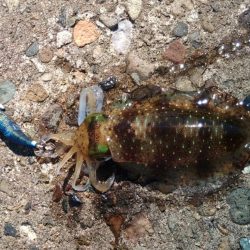 少し難しくなってきた越前デイエギング